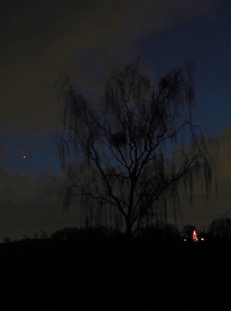 Venus in the southern sky, near a large pine tree decorated for Christmas, seen from the other side of the valley on a dark evening https://flic.kr/p/2i5y35m