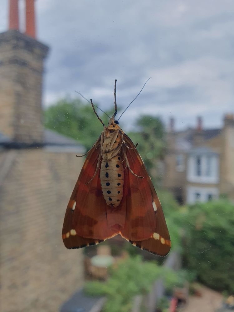 Photo of the underside of a moth, taken from the other side of a window