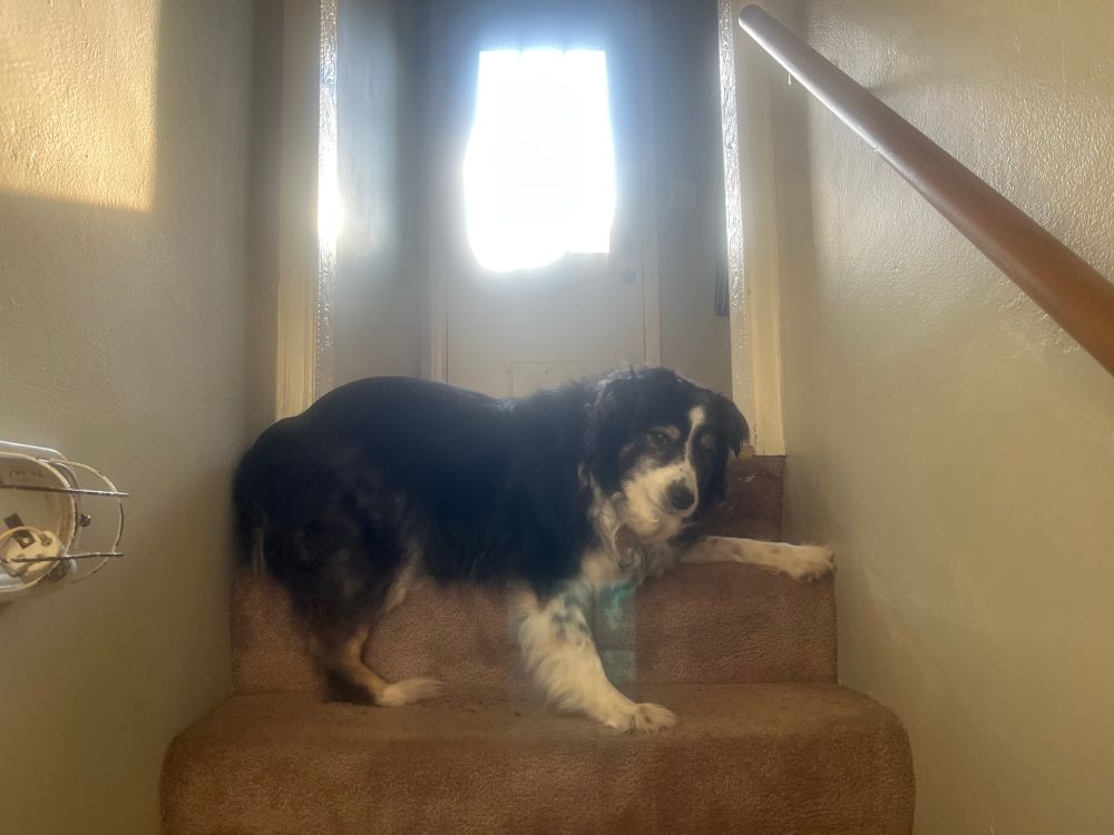 One extremely handsome Australian shepherd, legs akimbo in a bizarre resting pose at the top of the stairs. 