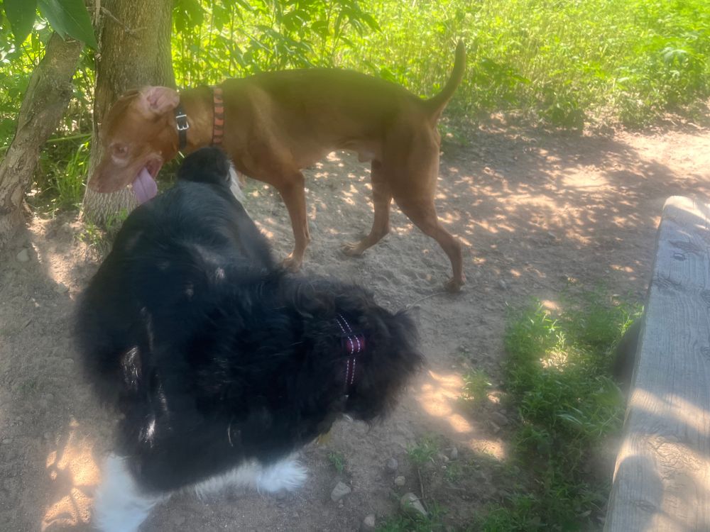One extremely handsome Australian shepherd and a brown dog with his tongue flopped out in the heat. 