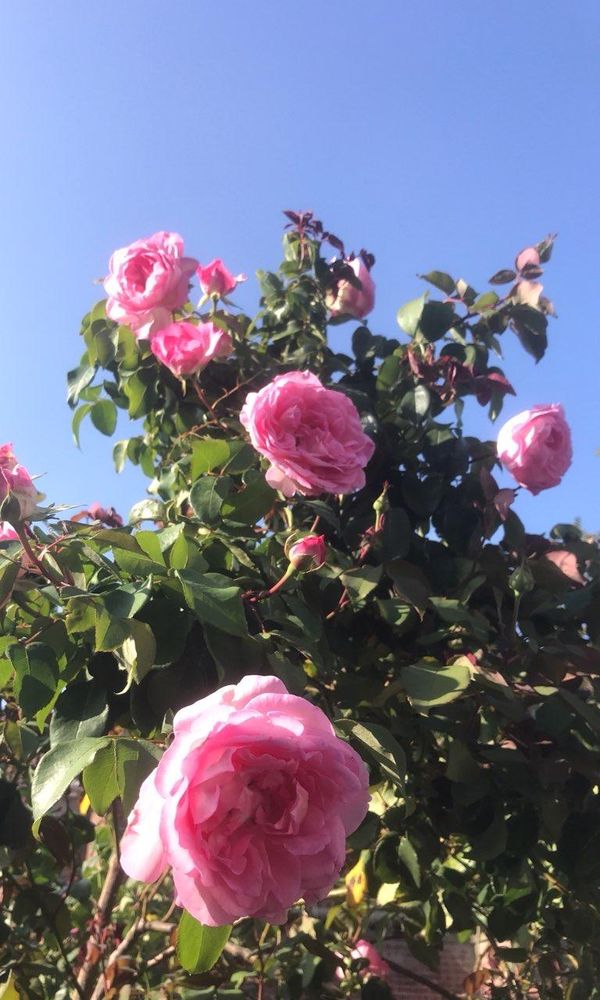 Upshot of a rose bush. Large pink rose in the foreground. others of various sizes recede from the lens.