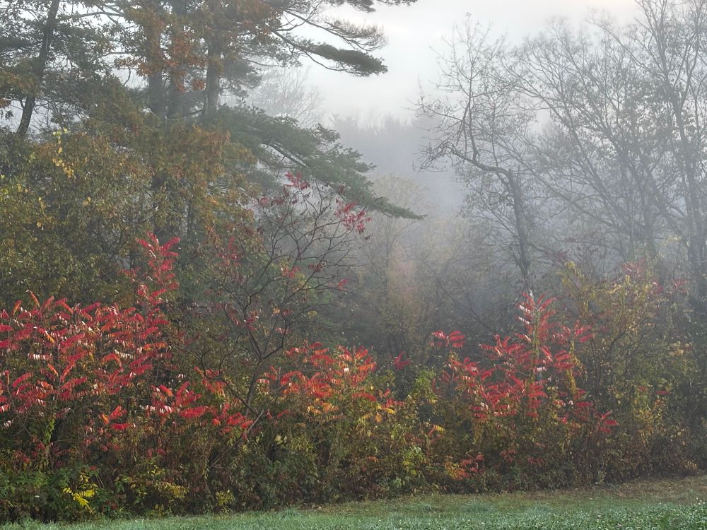 Autumn scene: sumac trees wearing their fall red line against a mixed forest with a soft green runway beneath them. Everyone is lightly spritzed with unfuckwithable mist. 