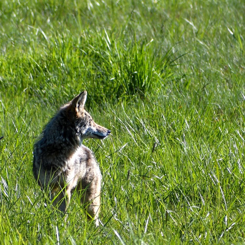 Coyote in a grassy field. Its head is in profile.