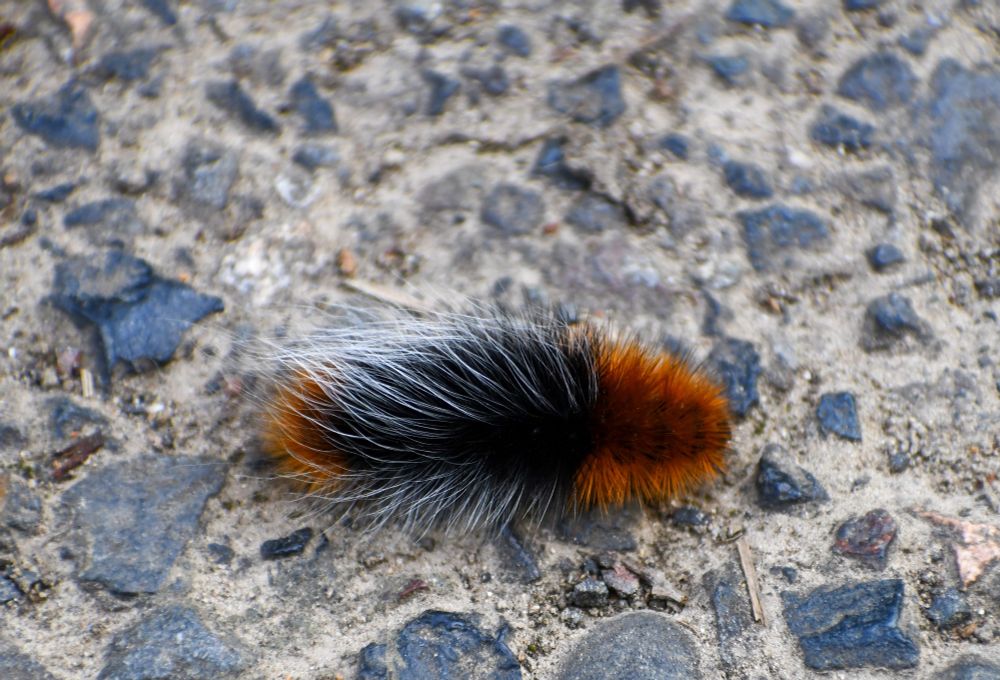 A Ranchman's Tiger Moth caterpillar. It's a fuzzy caterpillar in a compacted gravel path. The front and rear are rusty orange, the middle is black with long, fine, white hairs. 