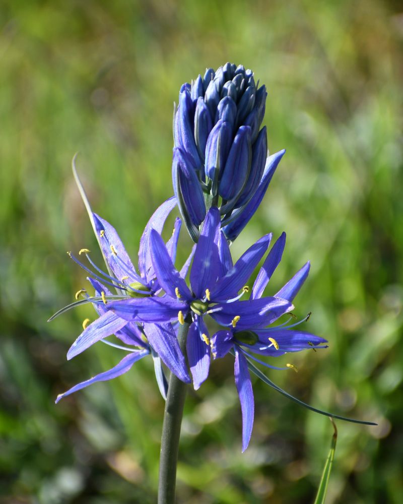 Camassia. A cluster of blue flowers on a tall stalk. The lowermost flowers are fully open, the upper ones are still buds.