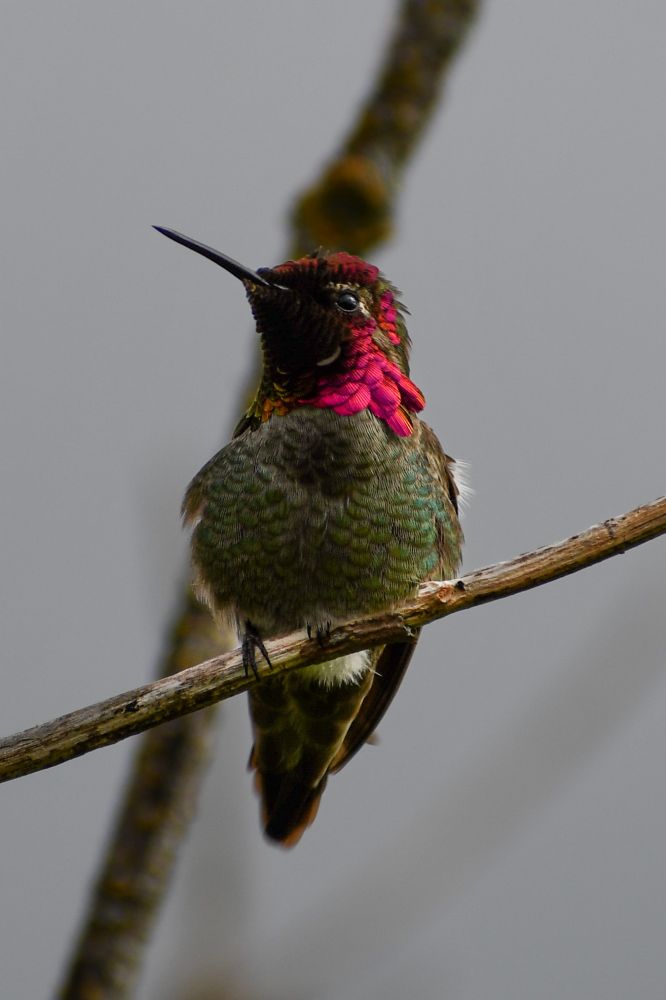 An Anna's Hummingbird perched on a small branch.  Green body feathers fluffed, gorget slightly flared and reddish iridescent, tiny feet visible, and head turned to the side.