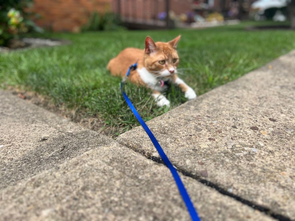 Same orange and white cat with a blue harness and leash now lounging in his front yard, laying down in protest of having to return inside the house. 
