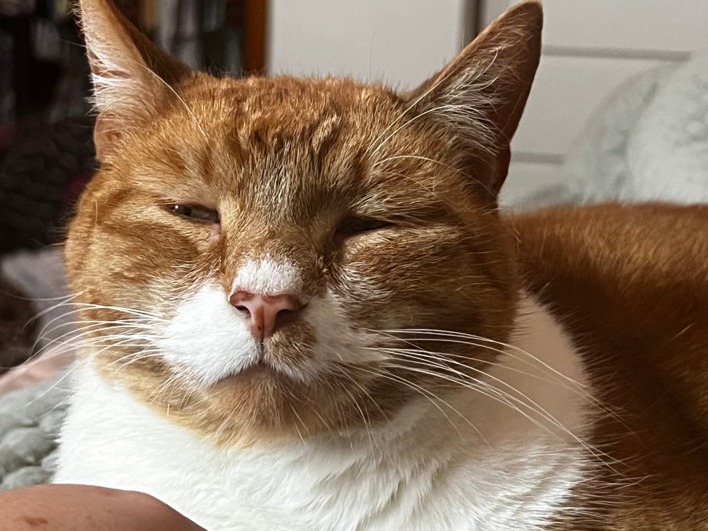 Same cat, eyes slightly opened looking annoyed with the photoshoot 