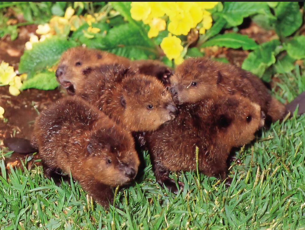 5 or possibly 6 baby beavers in a huddle.