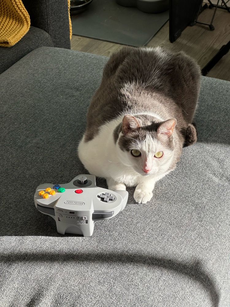 Grey and white cat in front of Nintendo 64 controller. She looks like she’s playing.