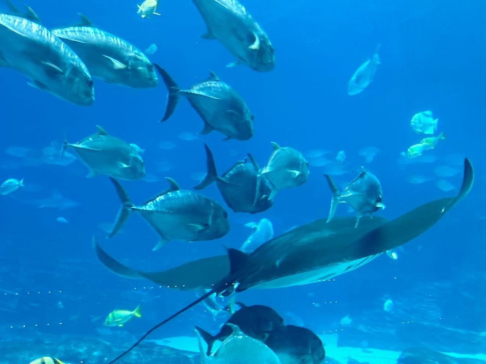 Stingray being followed by a bunch of fish