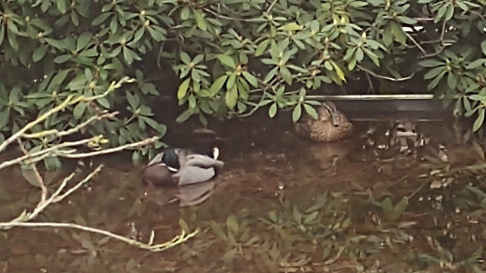 Eendenpaar slapend in een laagje water op een dak.