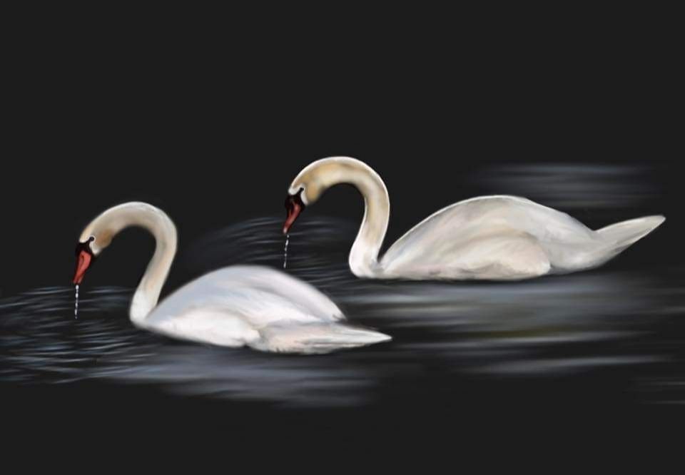 Digitale tekening van twee zwanen, met zwarte achtergrond.