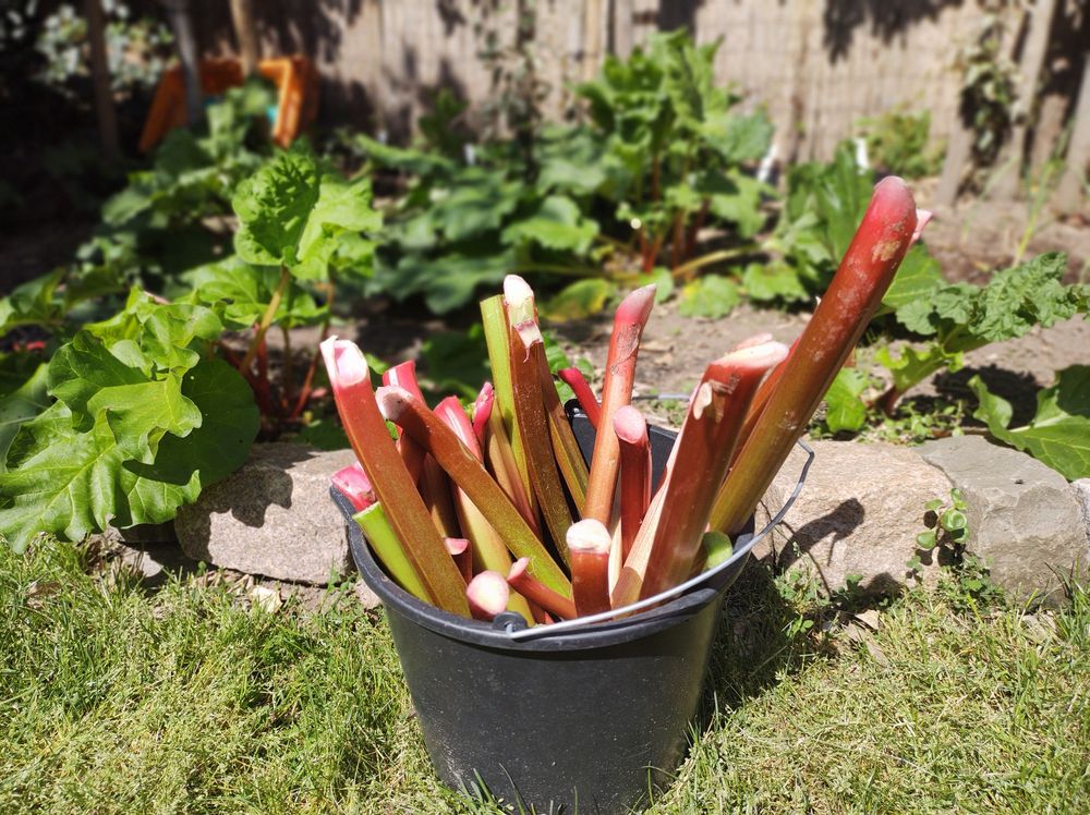 Emmer vol rabarberstelen, met op de achtergrond de rabarberplanten. 