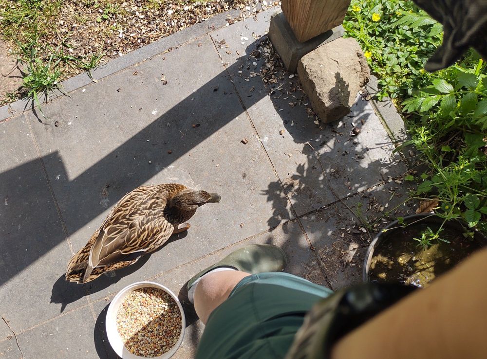 Bovenaanzicht van een vrouwtjeseend, tussen voerbak en waterbak, vlak naast mijn voet. 