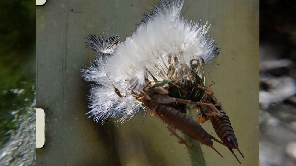 A still frame from a video sequence with frozen rushing water in the background covered by a single frame of a super 8mm film strip with a superimposed photograph of two stone fly husks wrapped in a seeming embrace around a white puffed dandelion flower and stem.
