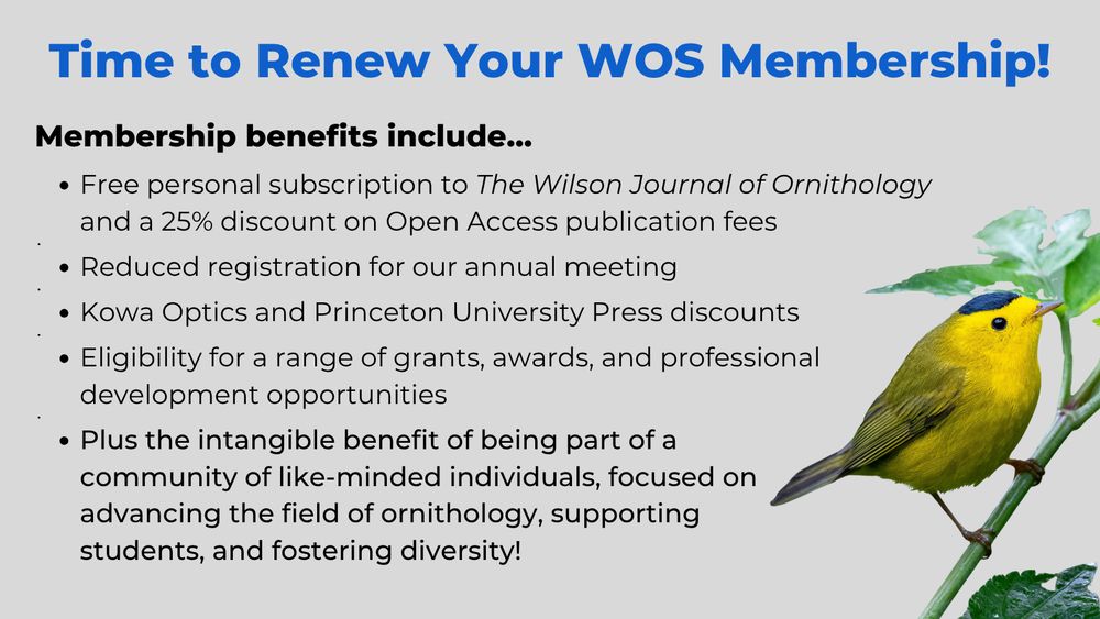 Time to Renew Your WOS Membership!

Membership benefits include...
-Free personal subscription to The Wilson Journal of Ornithology and a 25% discount on Open Access publication fees
-Reduced registration for our annual meeting
-Kowa Optics and Princeton University Press discounts
-Eligibility for a range of grants, awards, and professional development opportunities
-Plus the intangible benefit of being part of a community of like-minded individuals, focused on advancing the field of ornithology, supporting                 students, and fostering diversity!