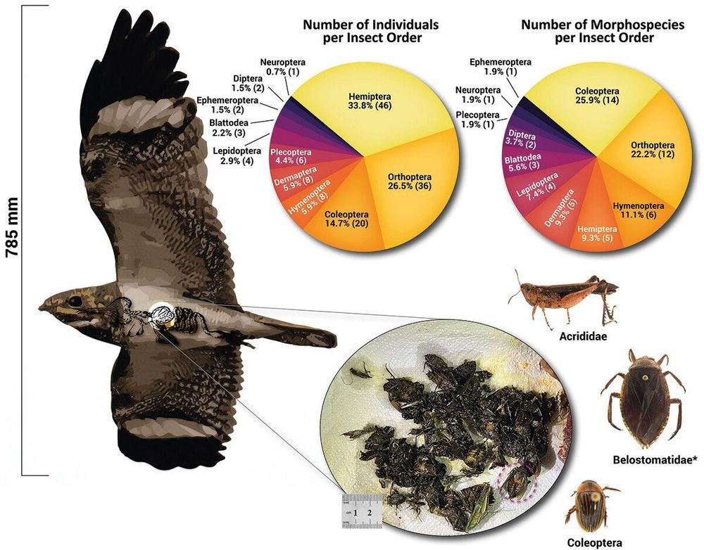 Graphic abstract for easy visualization of the insect abundance and diversity found in the stomach of a Chordeiles nacunda. Pictured: stomach contents before preservation in ethanol 70%. A dashed pink circle highlights one of the 40 adult giant water bugs (Belostoma sp., Belostomatidae). Individuals of a giant water bug (Belostomatidae), a grasshopper (acrididae), and one Coleoptera accessioned in the Museu de Zoologia da Universidade de São Paulo entomological collection are also pictured (lower right).