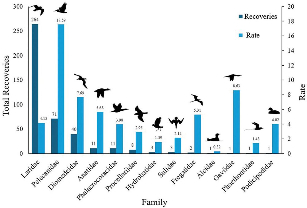 Taxonomic distribution of all banded seabirds that were recorded in the North American Bird Banding Program dataset (1930–2023) as having died from colliding with anthropogenic structures. Recovery rate is defined as the number of collision-associated recoveries per 100,000 birds banded. Bird silhouettes generated by PhyloPic (Keesey 2024).