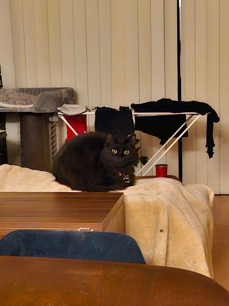 Black cat (Mr. Binks) staring, waiting... 