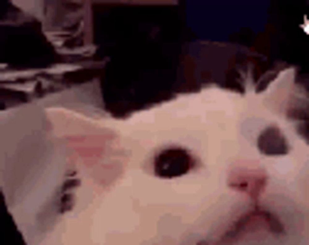 a close up of a white cat 's face with a sad look on its face .