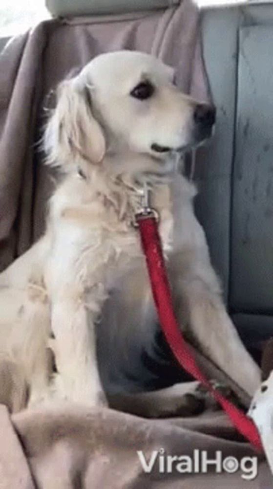 a dog is sitting in the back seat of a car with a red leash on it .