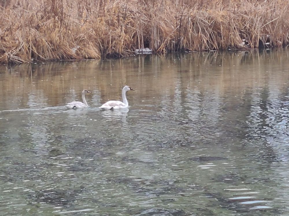 Two swans are swimming in the waters of the Bark River in Delafield, Wisconsin. The water is calm and clear, showing a greenish brown bottom of the river. The two swans are mostly white with some greyness to their plumsge. It is likely they are a mated pair. The likely male is in front, slightly larger with a rounder head and more strikingly white feathers. The female behind him is more grey and drab, slightly slimmer. In the background is a hedge of cattails, brown and dry, long dead in the winter season. Only a little snow can be seen tucked away beneath the cattails, indicating unseasonable warmth.