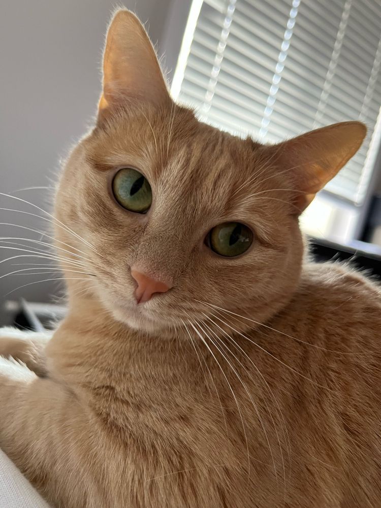 my orange cat Ruby looking like an angel 