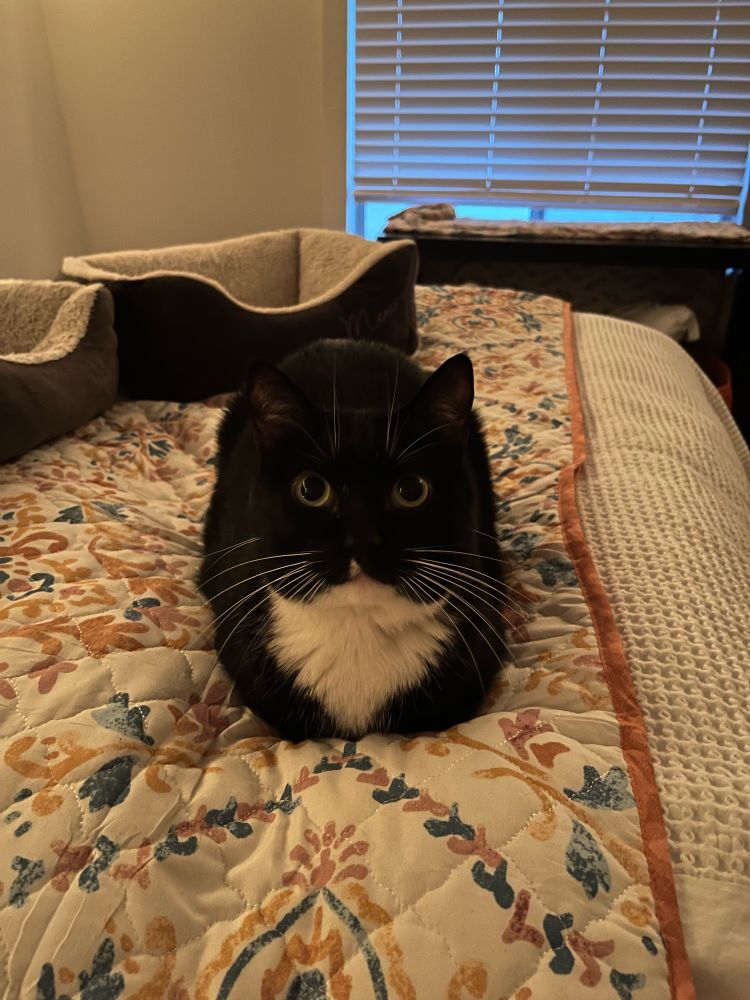 The most adorable tuxedo cat you’ve ever seen in your life 