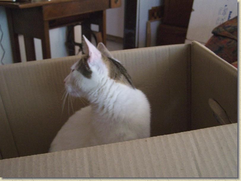 Eine junge weiße Katze mit braunen Flecken am Köpfchen sitzt, im Profil fotografiert, in einem leeren Umzugskarton