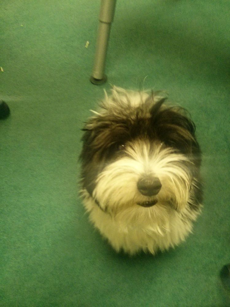 A black and white dog sitting on a green carpet