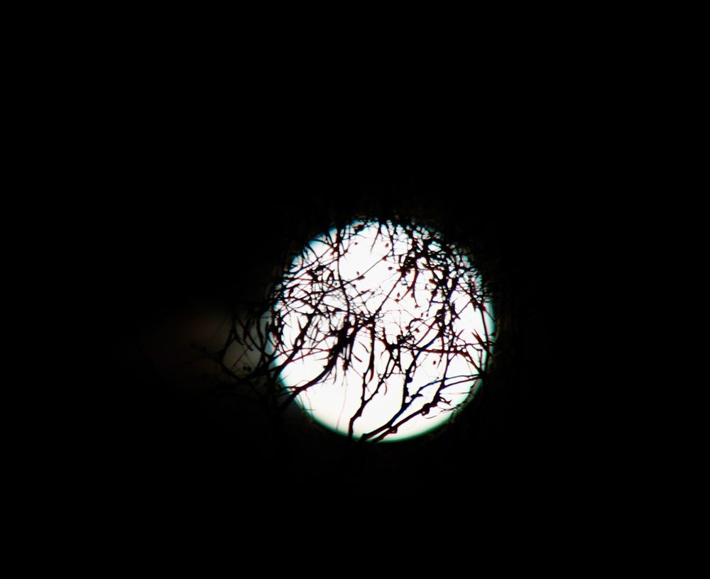 A cropped photo of the full moon, through leaves of a eucalyptus tree