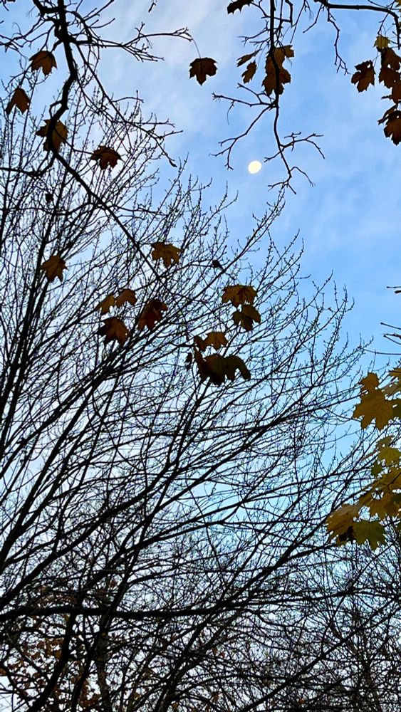 Moon setting looking through bare treetops