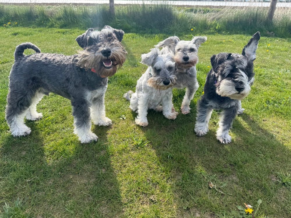 4 mini schnauzers are standing together in a grassy field. 3 are facing the camera whilst one is standing sideways on but looking at the camera. The two dogs either side are standing and are black and silver in colouring. Whilst the two girls in the middle are sitting, they are a grey and white colouring. It’s very windy so their beards and ears are flapping a lot. 