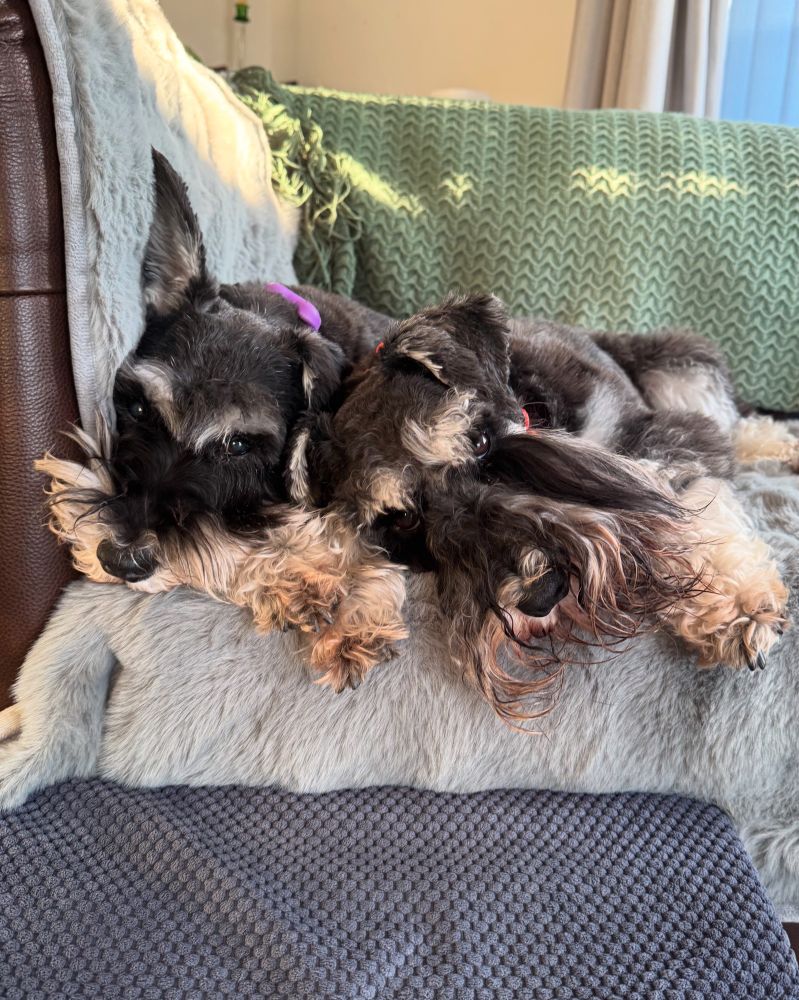Two black and silver schnauzers laying next to each other on a sofa. Facing the camera. Spence is squished against the arm of the sofa, with one ear pointing up. Sebby is lobbed right up against Spence. Sebby is looking very relaxed and content, meanwhile Spence looks livid. 