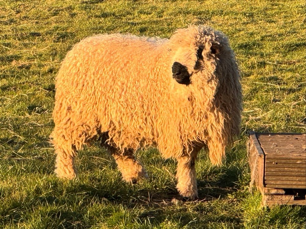 Fabe is a small sheep with a natural coloured fleece. It’s long and spiral curls. He has a black nose and black patches round his eyes. He’s standing sideways to the camera looking behind him. He’s in a grassy paddock and the light is quite golden because the pic was taken just before sunset. 