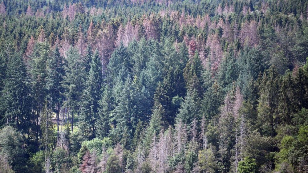 Förster schlägt Alarm: "Alte Eichen im Pfälzerwald stürzen plötzlich um!"