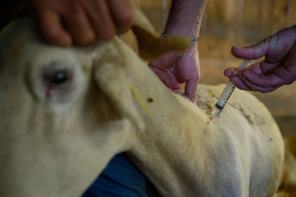 59.000 Tiere in Belgien an Blauzungenkrankheit gestorben