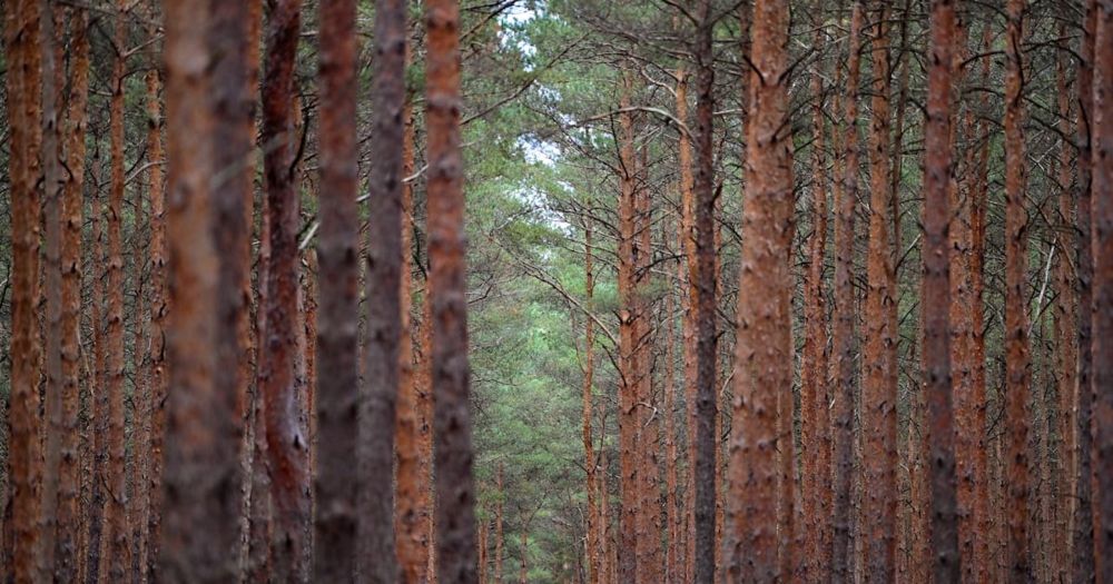 Neues Waldgesetz: Agrarminister Özdemir entschärft Pläne zum Waldschutz