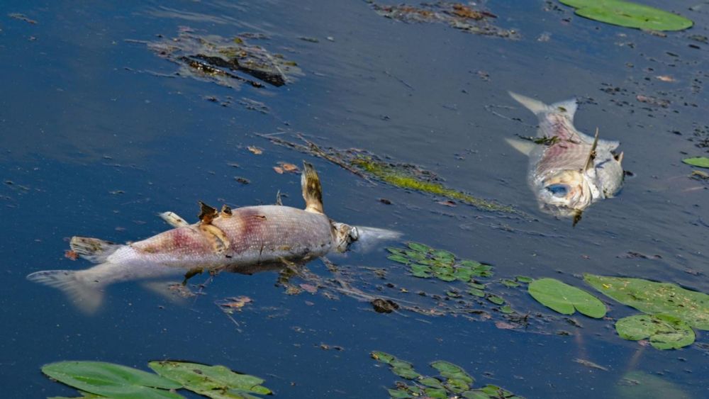 Chemiekeule soll Fischsterben in Polen stoppen