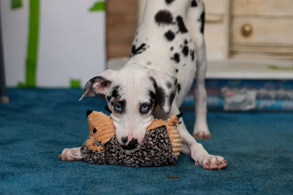 A white Great Dane puppy with black spots, including black circles around her striking blue eyes monches on a stuffed hedgehog with her front paws spread, her head down on the ground, with her back legs fully extended with her ass sticking straight up in the air 