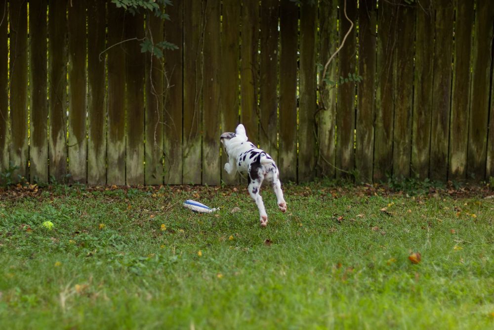 a photograph from a distance of a white great dane puppy, shot from behind, diving on a pastel rainbow toy in a grass yard next to a moldy green fence