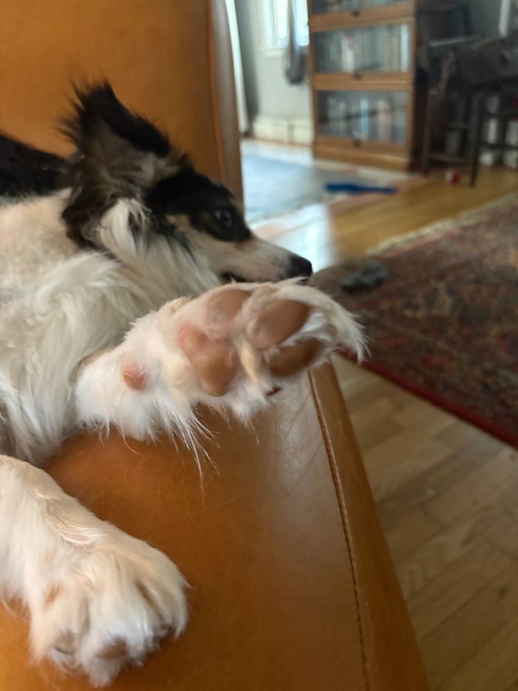 Ruby, the Duchess, hard at work