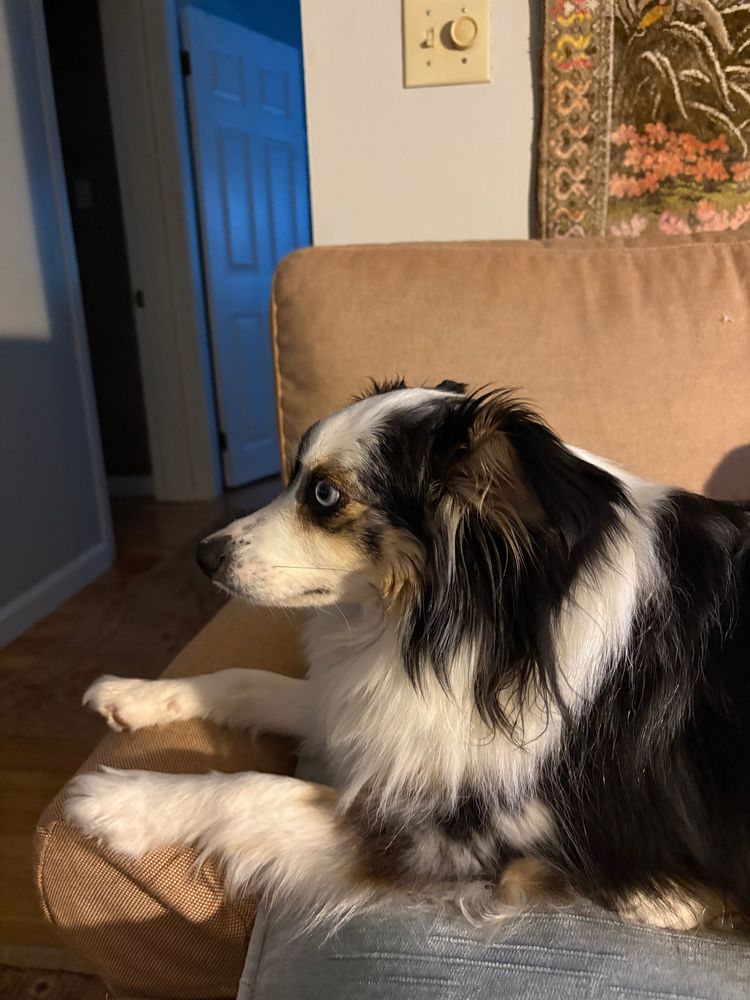 Ruby, the duchess Rhubarb von Wigglebottom, looking majestic