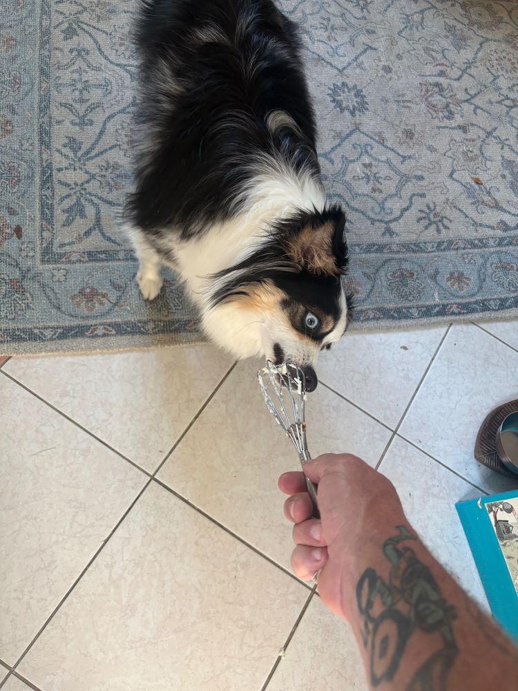 Duchess Rhubarb von Wigglebottom pre-cleaning the whisk