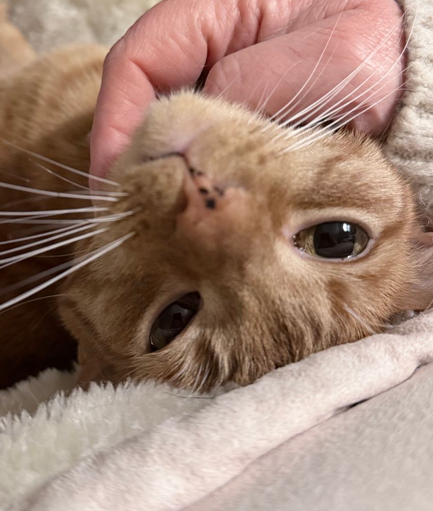 Upside down ginger kitty, staring intently at the photographer while wondering why she’s taking pictures instead of scratching her chin harder. 