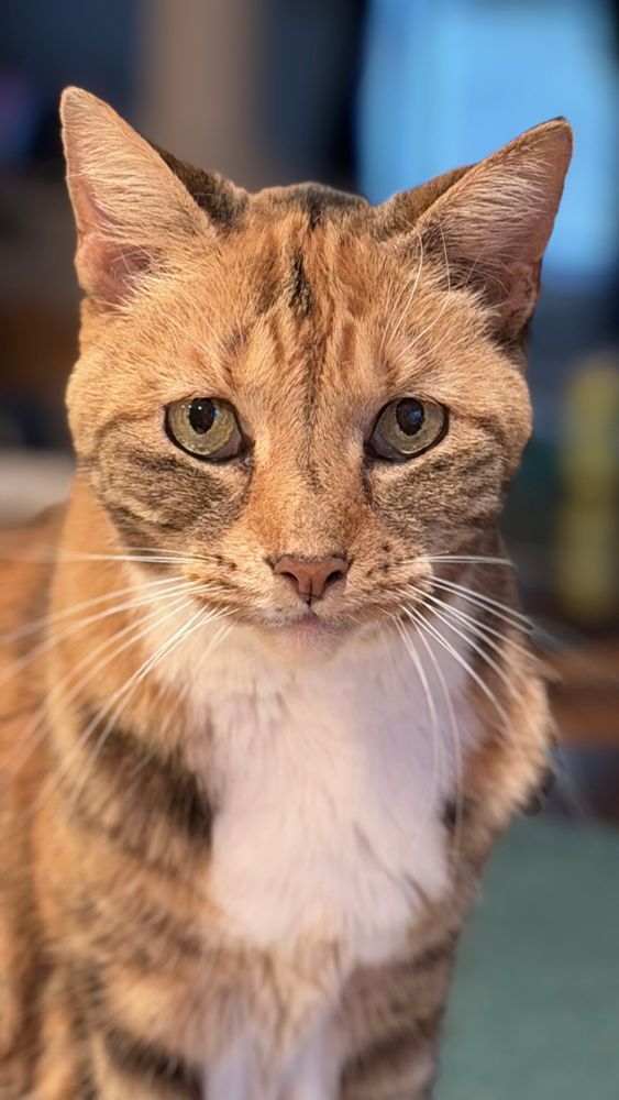 Tan calico cat with a white ruff and light gold eyes staring intently into the camera. She looks sad, but she’s really just begging to sit on the Photography’s lap for four hours. 