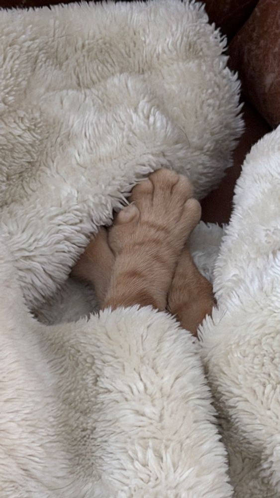 There’s a cream colored Sherpa blanket thrown onto a chair. Peeking out of a gap are three stubby legs of a tiger, kitty, double pawed. Although it’s a photo, she’s sleepy kneading the blanket.