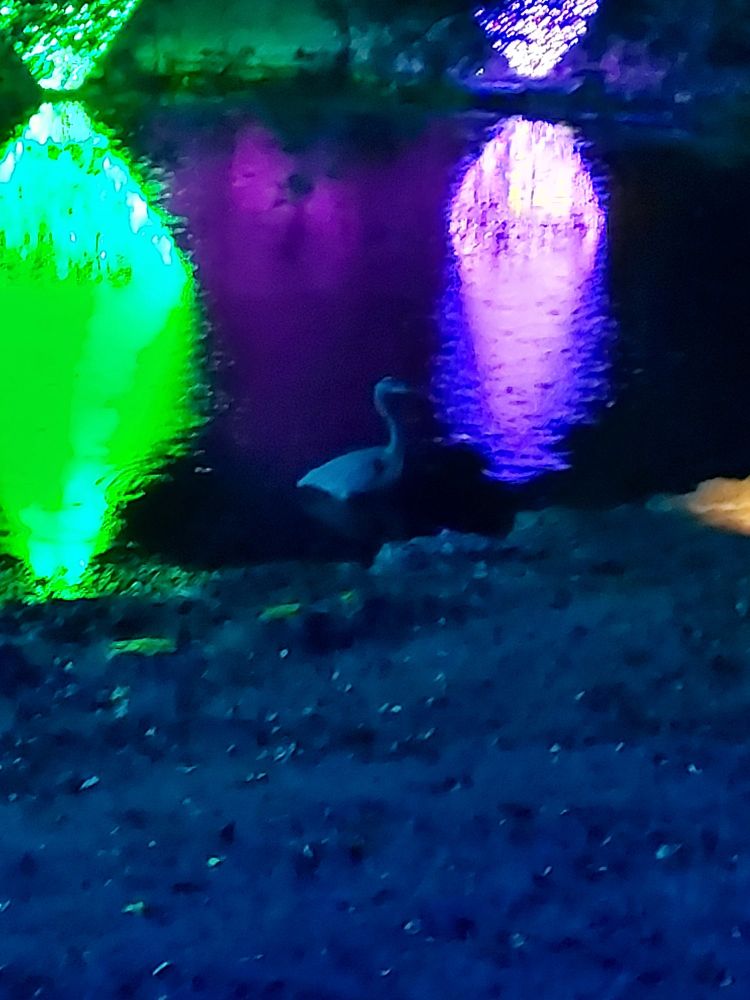 Heron near the shore of a pond with reflections of a lime green and pink-lavender lit Christmas tree on either side. 