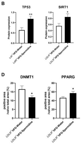 Bar charts showing protein expression data of TP53 increased, SIRT1 increased, DNMT1 decreased, and PPARG increased with spermidine treatment.